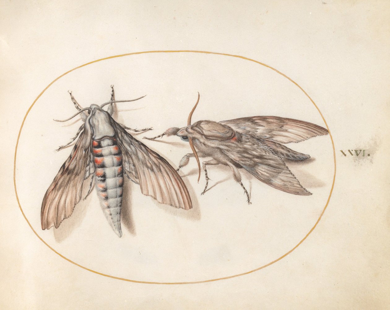 Plate 26: To svermere av Joris Hoefnagel