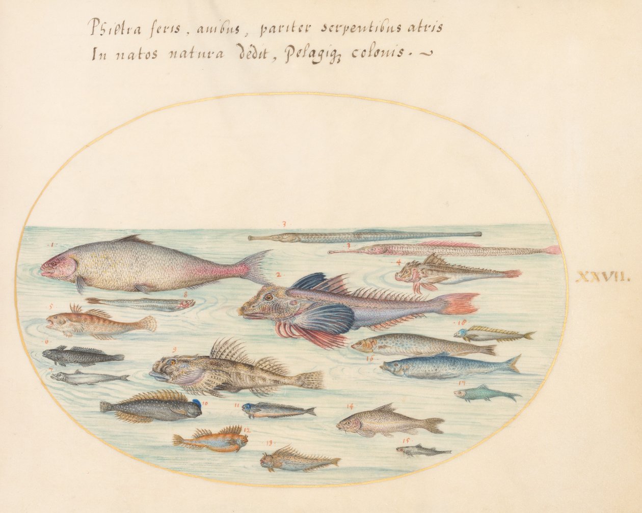 Tallerken 27: Blennies, skorpionfisk og annen fisk av Joris Hoefnagel