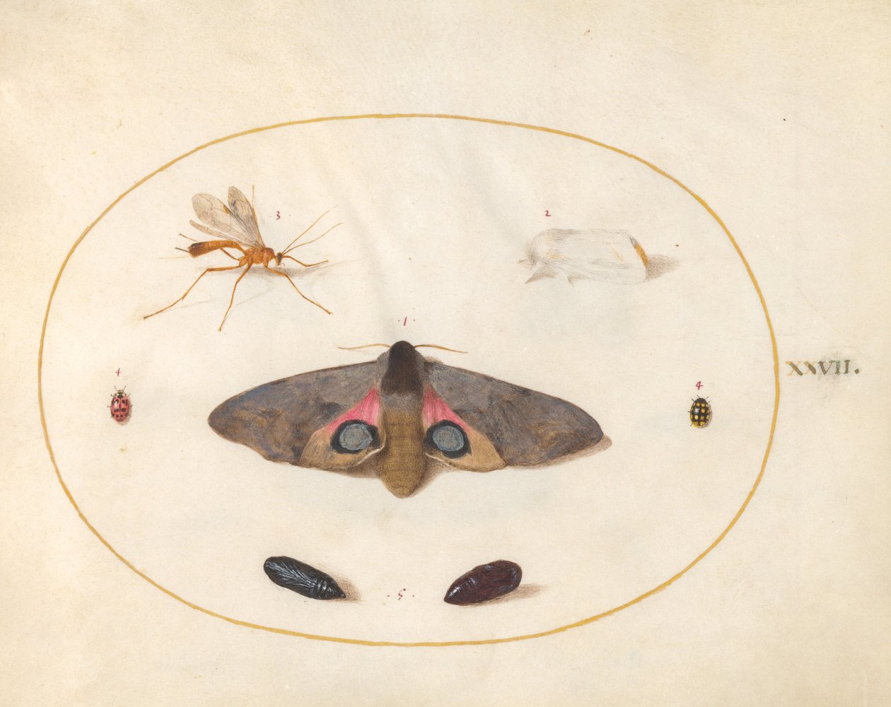 Plate 27: To møll, to chyrsalider og andre insekter av Joris Hoefnagel