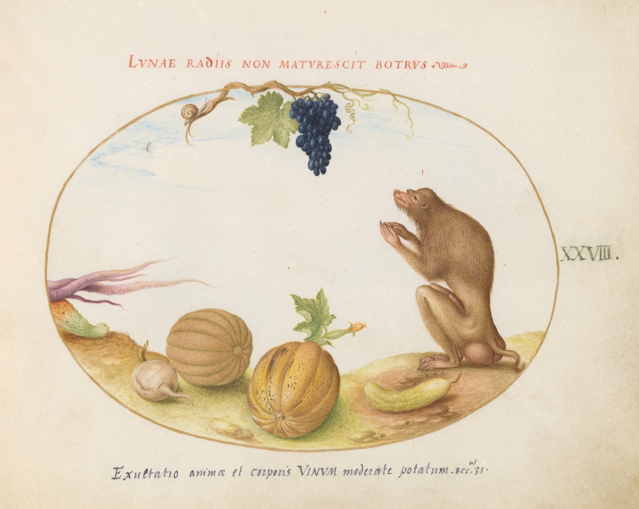 Tallerken 28: En "Tartarine" (Barbary Macaque?) med frukt og en snegle av Joris Hoefnagel