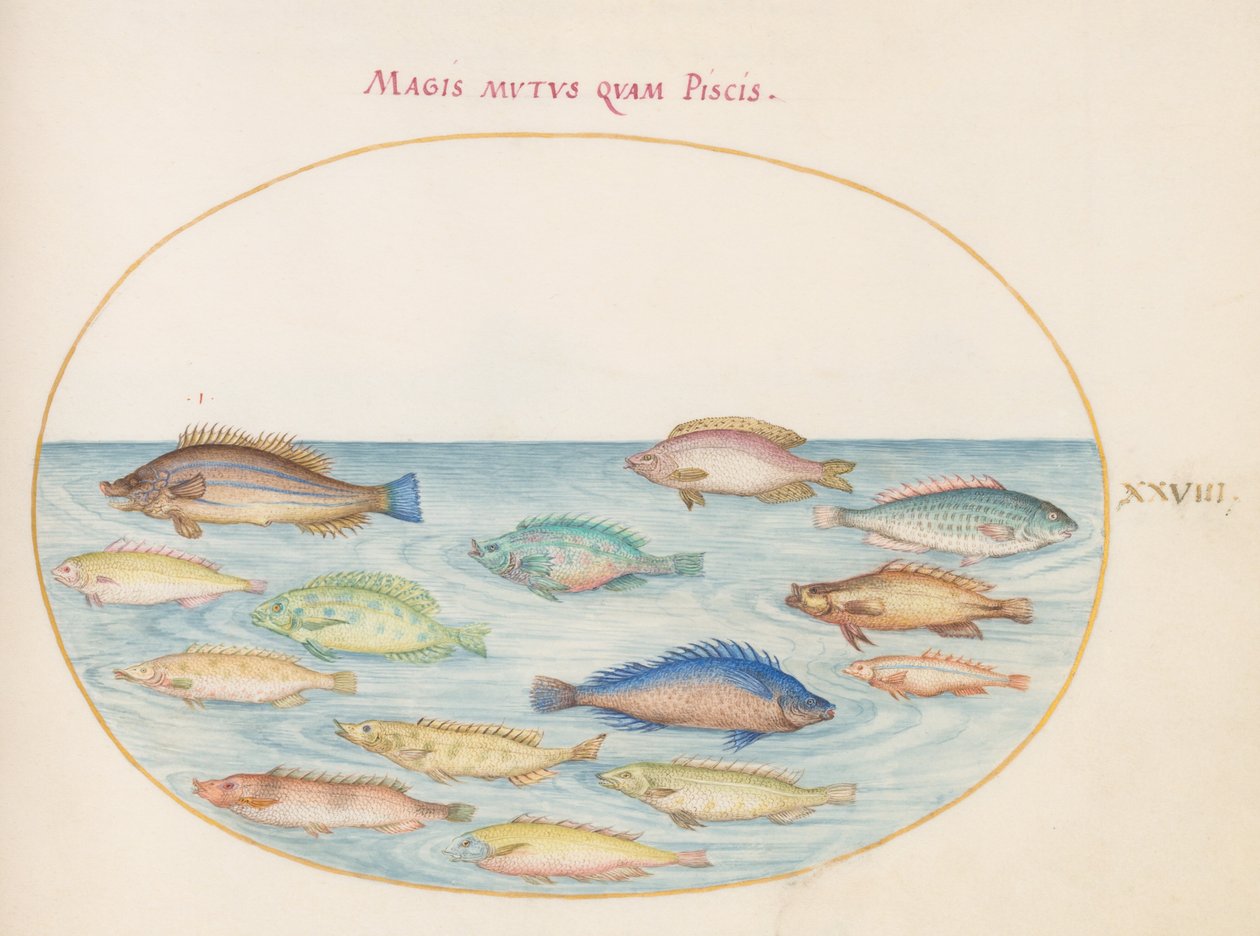 Plate 28: Brasmer(?) og annen fisk av Joris Hoefnagel