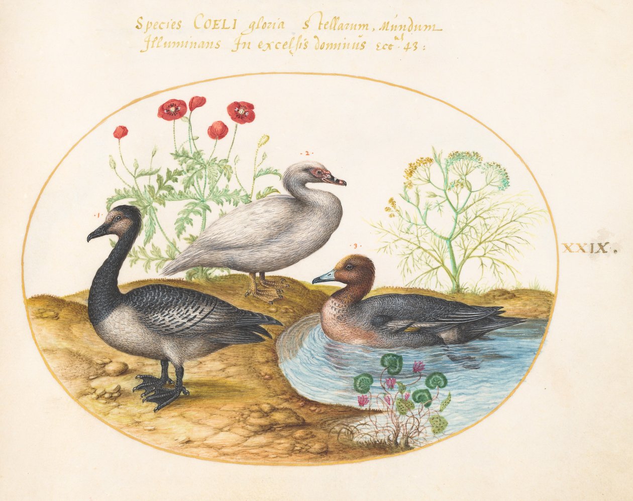 Plate 29: Gjess med valmuer og en Cyclamen av Joris Hoefnagel