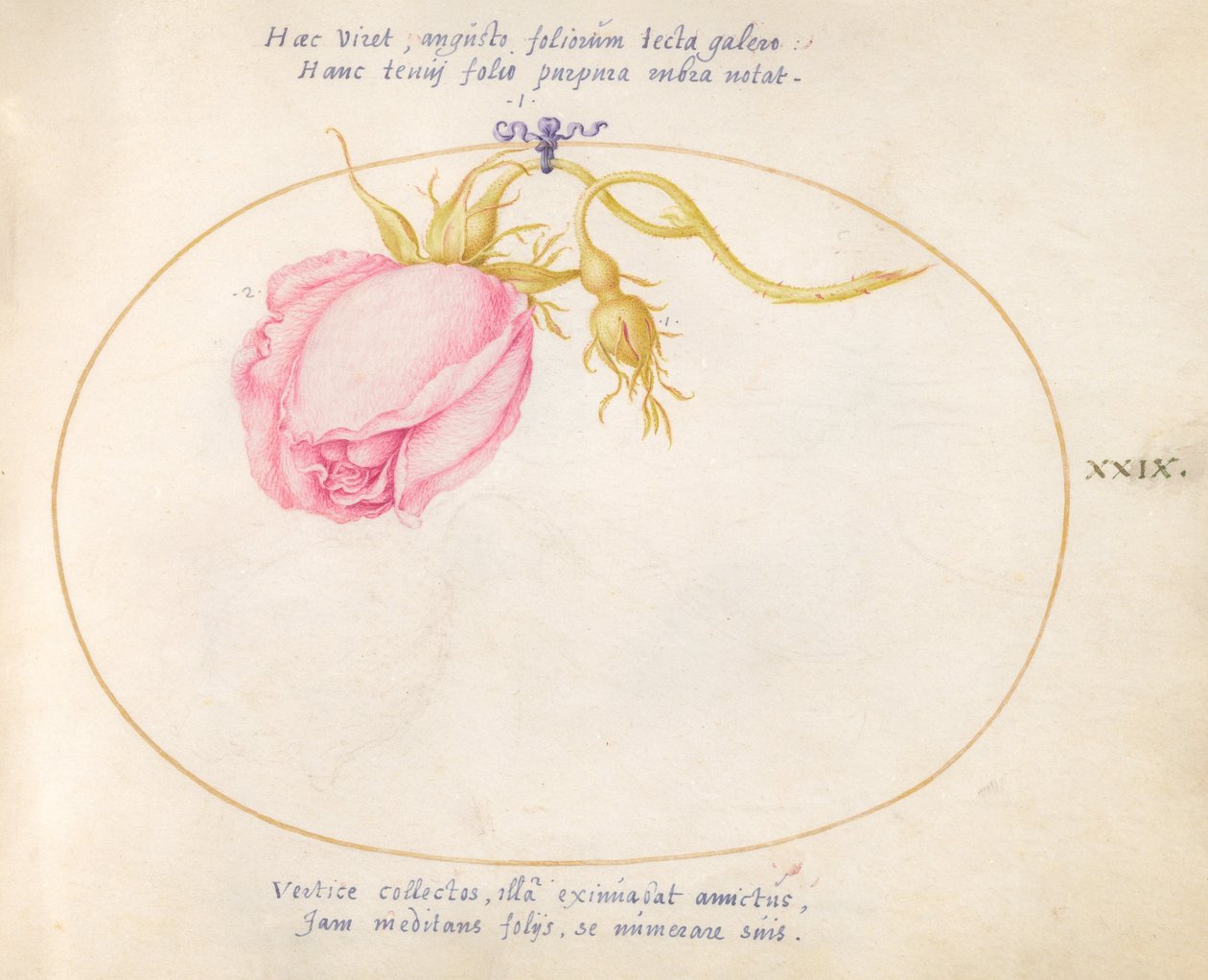 Tallerken 29: Rosa rose og roseknopp av Joris Hoefnagel