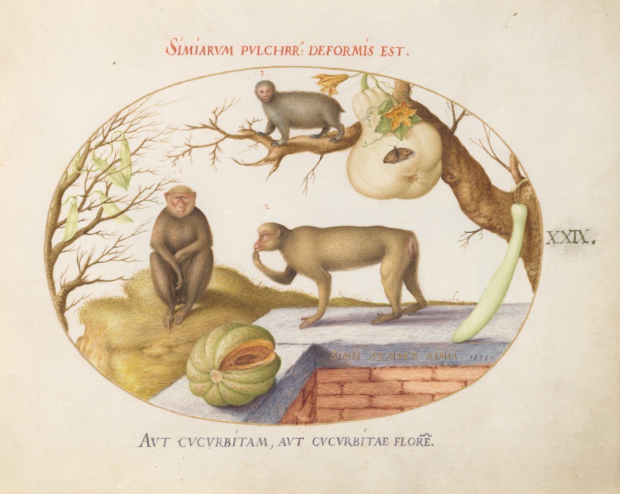 Plate 29: To aper, en "Arctopithecus" (dovendyr?) og frukt av Joris Hoefnagel