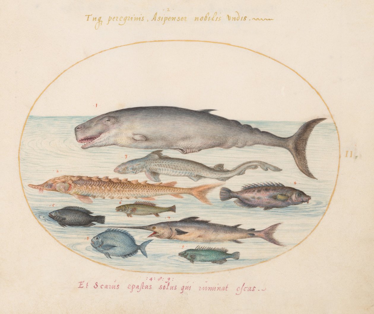Plate 2: Spermhval, stør, hai og annen fisk av Joris Hoefnagel