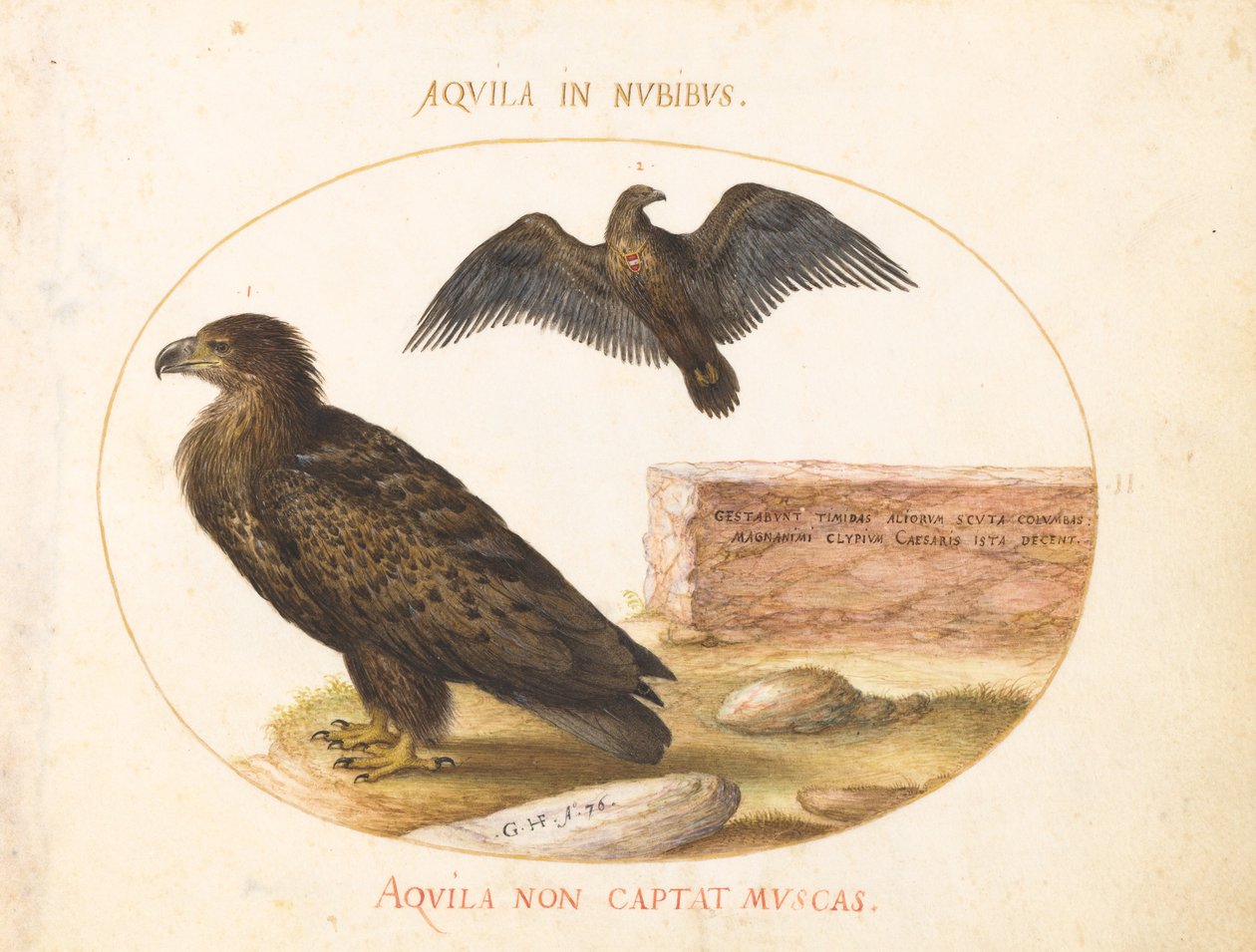 Plate 2: To ørner av Joris Hoefnagel
