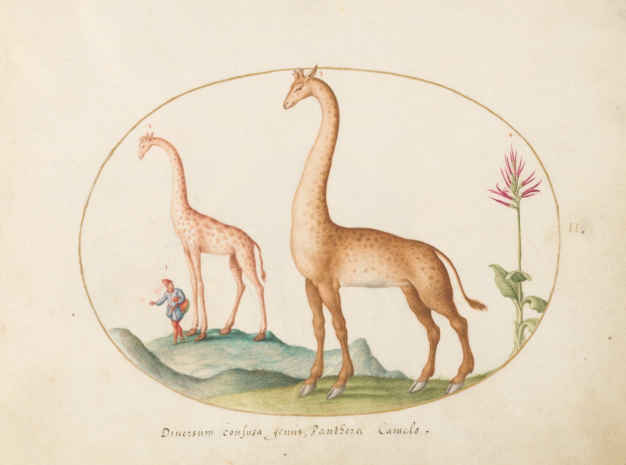 Plate 2: To sjiraffer med en ledsager av Joris Hoefnagel