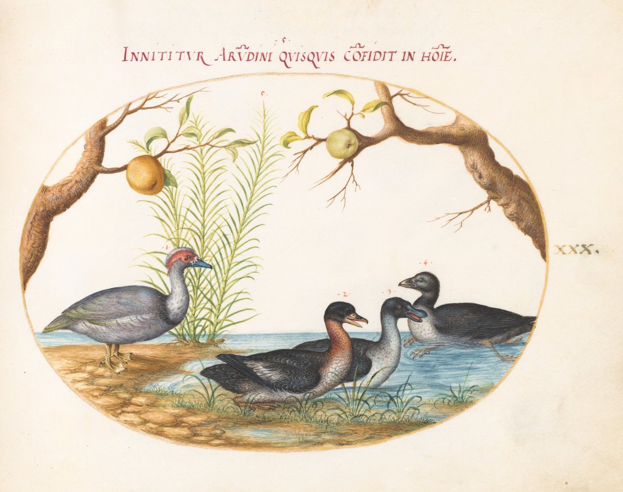 Plate 30: En moskusand, en firbeint and og to andre fugler av Joris Hoefnagel
