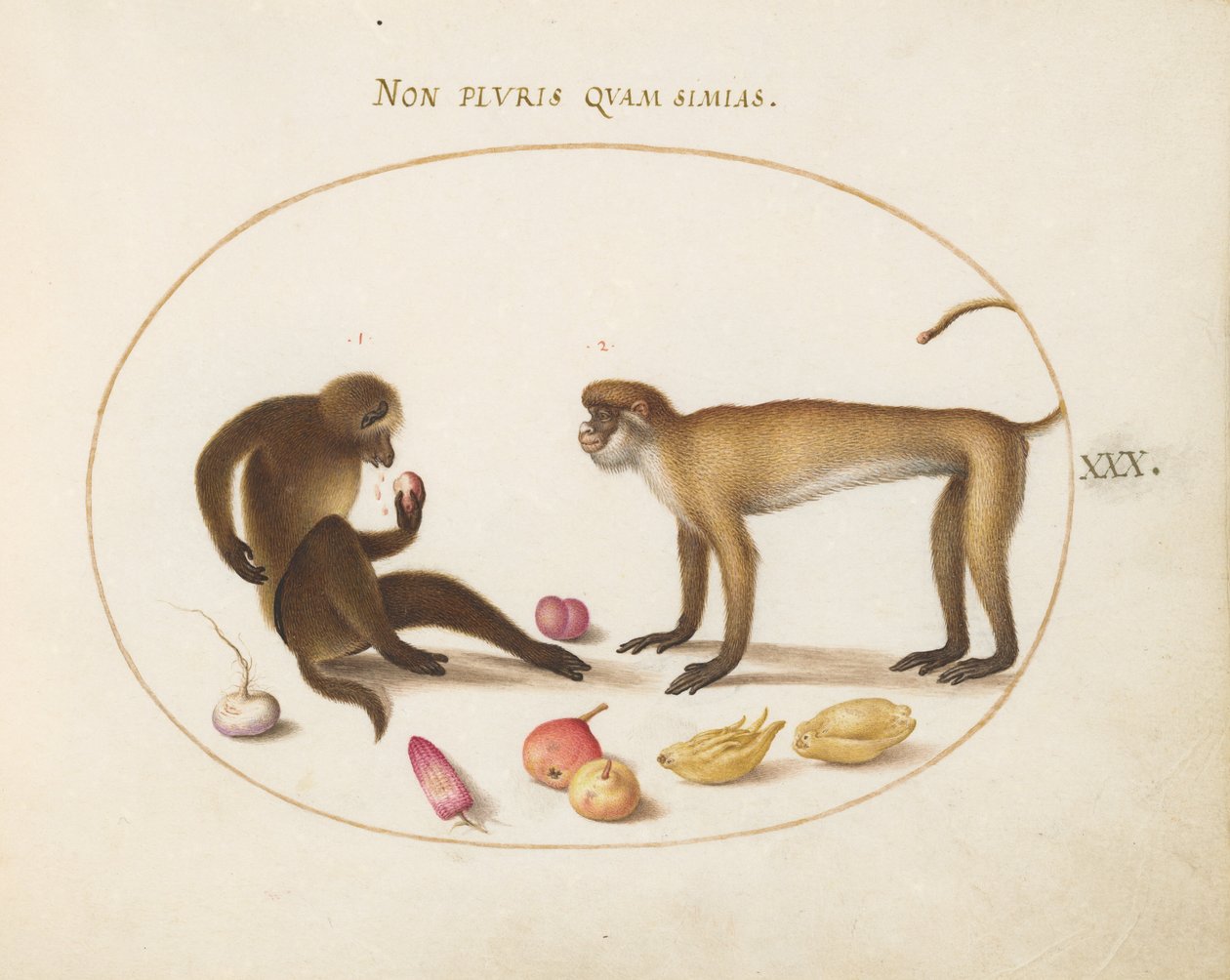 Plate 30: To aper av Joris Hoefnagel