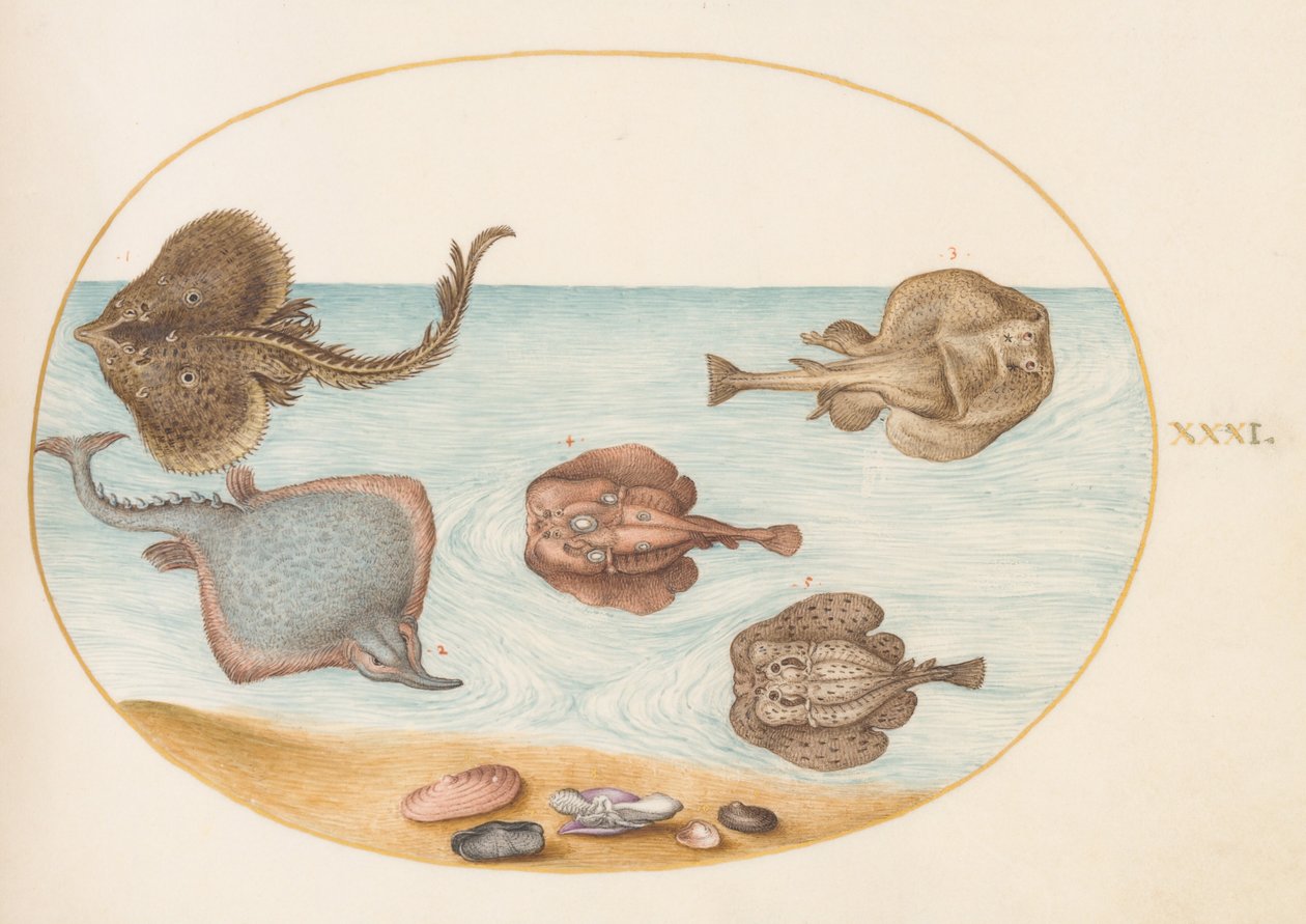 Plate 31: Marmorert elektrisk stråle med andre skøyter eller stråler, skjell og en bløtdyr i skallet av Joris Hoefnagel