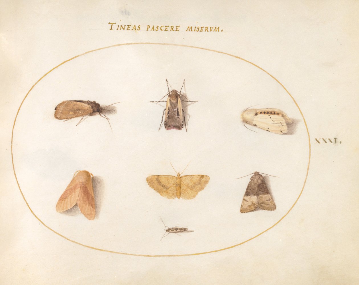 Plate 31: Seven Moths av Joris Hoefnagel