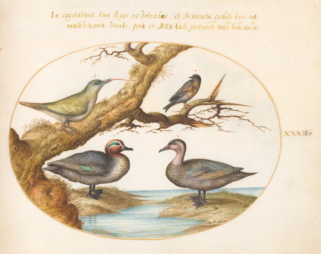Plate 32: En grønnvinget krikkand, en ung grønn spett og to andre fugler av Joris Hoefnagel