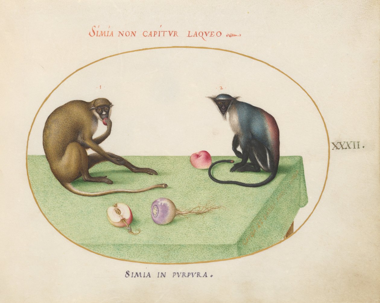 Plate 32: To aper på et bord av Joris Hoefnagel