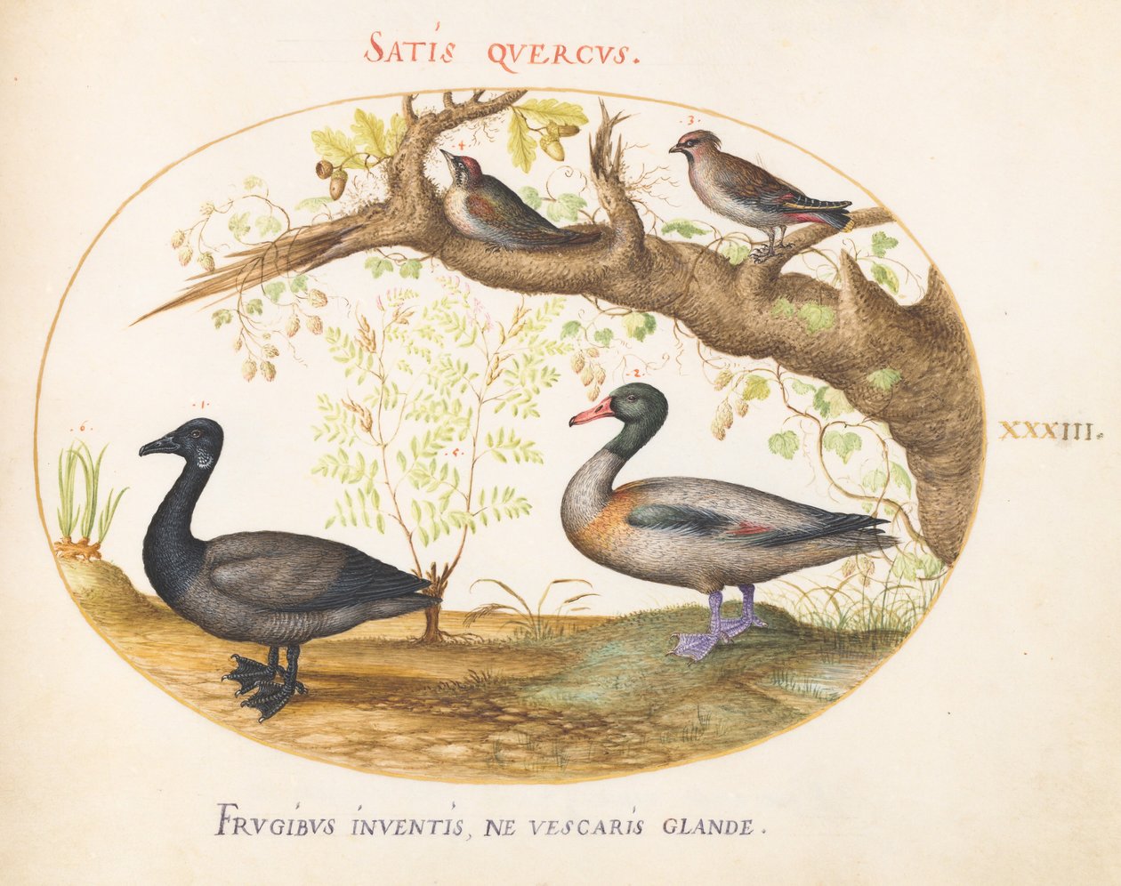 Plate 33: Et par sidensvanser, en gravand (?), og en ringgås med en ingefærplante av Joris Hoefnagel