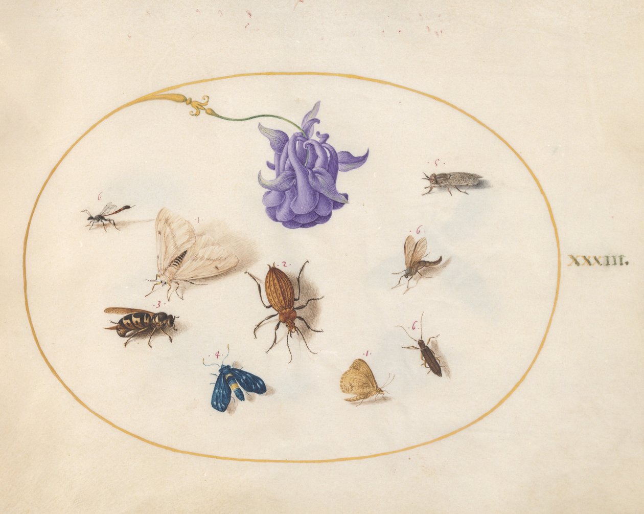 Tavle 33: nattsvermer og sommerfugl med andre insekter og en akeleieblomst av Joris Hoefnagel