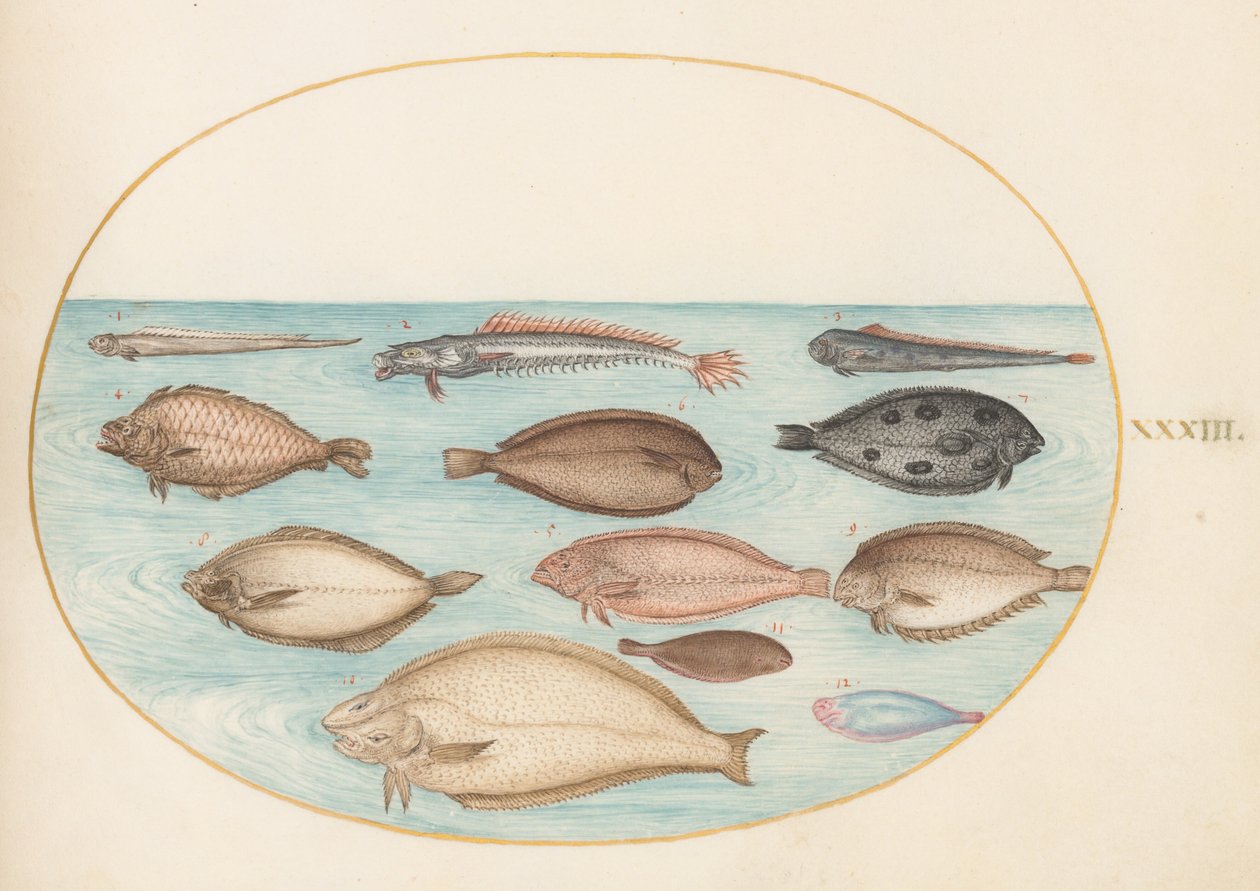 Plate 33: Tunge og annen flatfisk med båndfisk(?) av Joris Hoefnagel