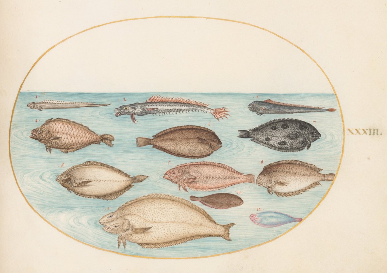 Tavle 33: tunge og andre flatfisk med båndfisk(?) av Joris Hoefnagel