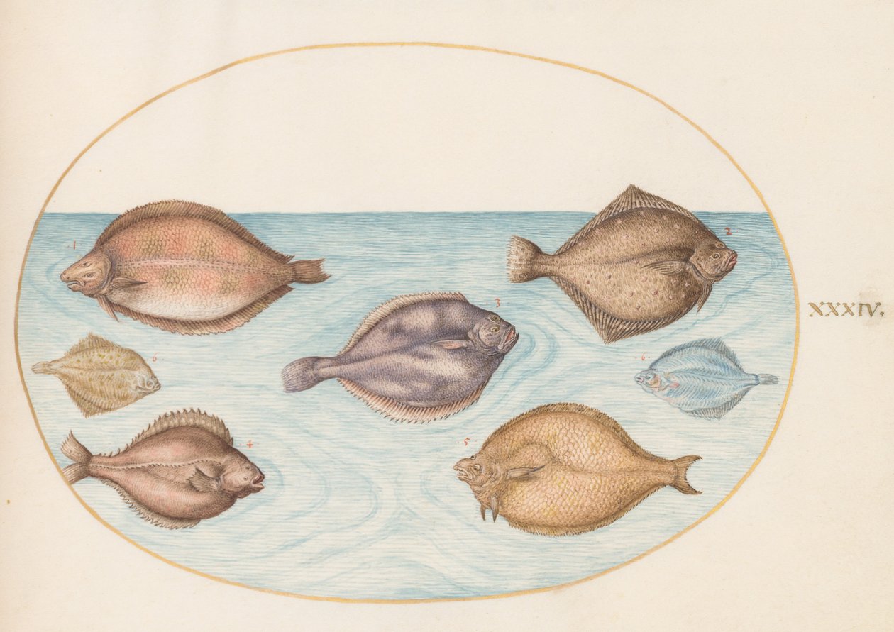 Plate 34: Syv flatfisk av Joris Hoefnagel