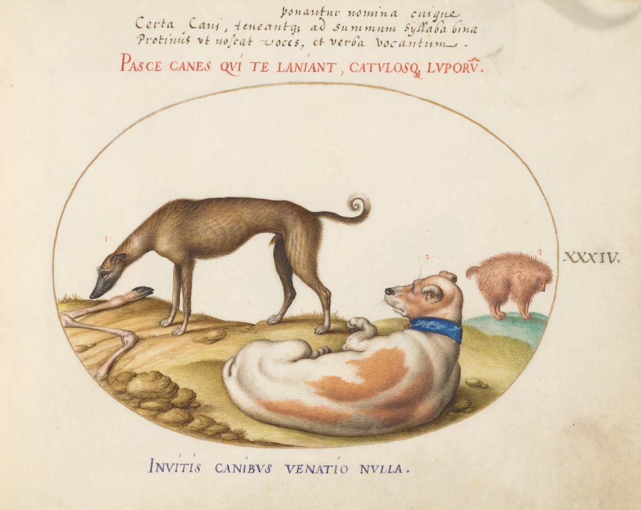 Plate 34: Tre hunder, inkludert en "Mimick" av Joris Hoefnagel