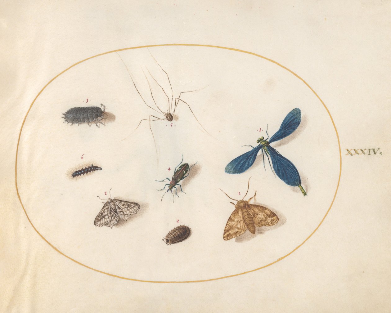 Plate 34: To møll med en edderkopp, en larve og fire andre insekter av Joris Hoefnagel