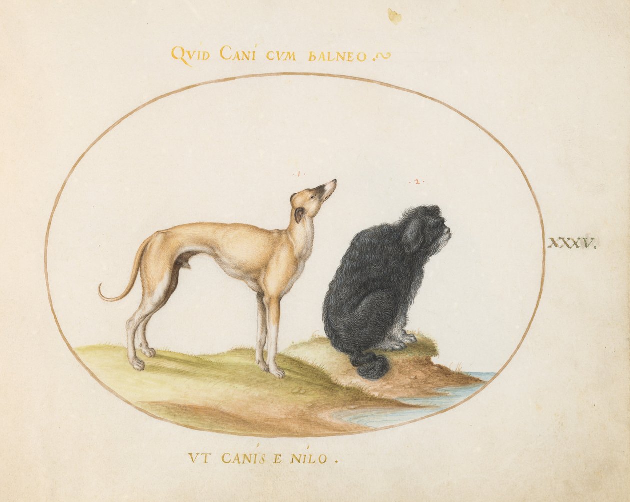 Plate 35: En hund og en vannspaniel av Joris Hoefnagel