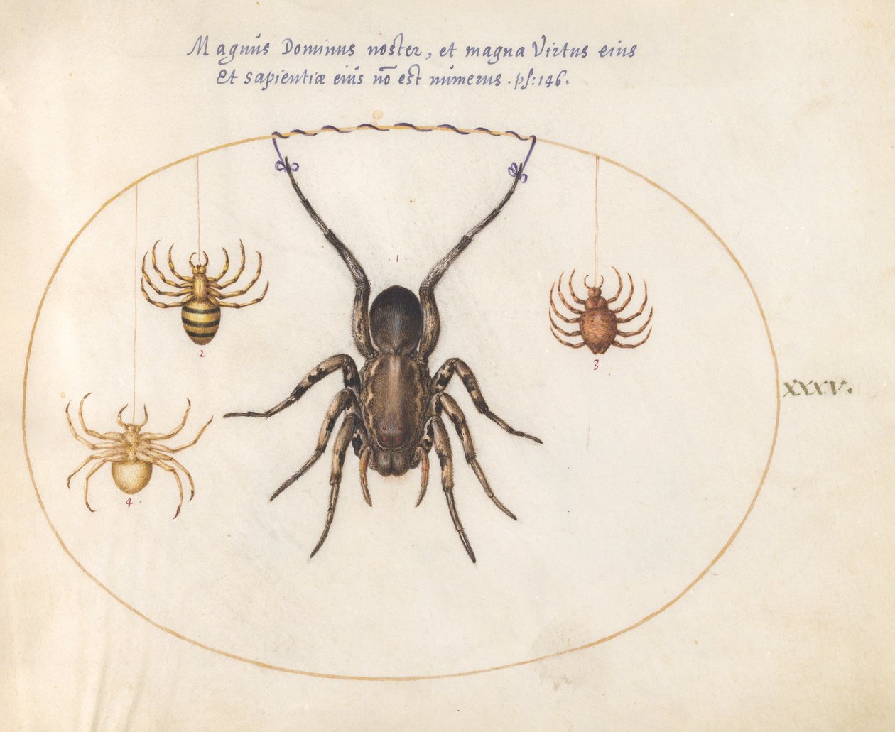 Plate 35: En ulveedderkopp(?) og tre andre edderkopper av Joris Hoefnagel