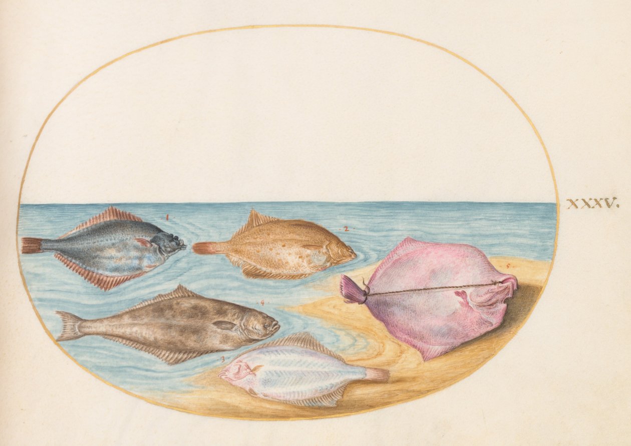 Plate 35: Undersiden av piggvar(?) og annen flatfisk av Joris Hoefnagel