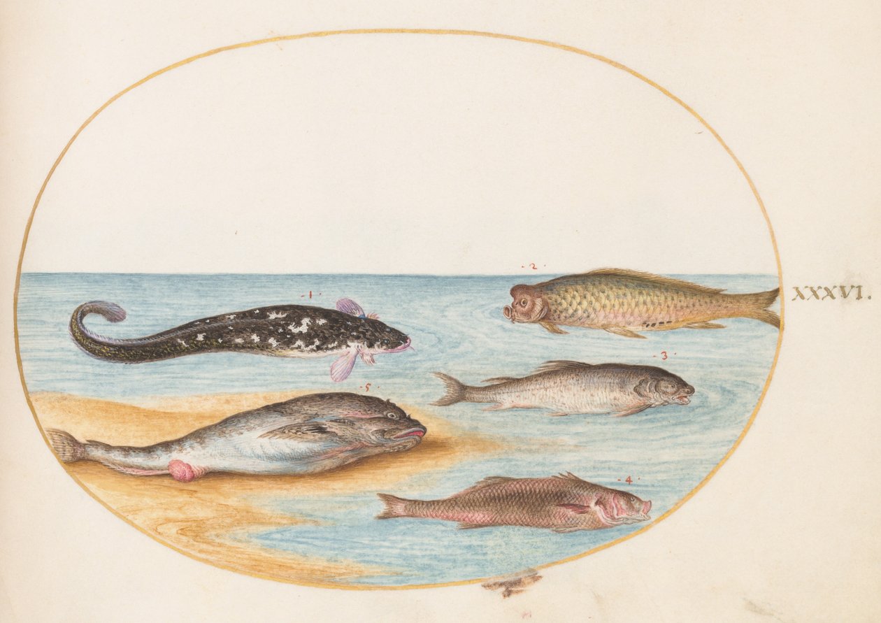 Tallerken 36: Fem fisk, inkludert karpe(?) av Joris Hoefnagel