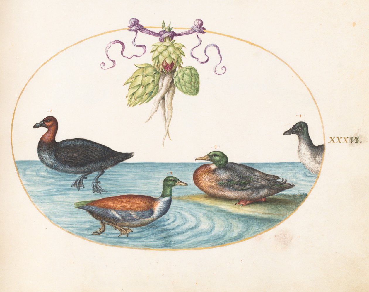 Tallerken 36: Rødbryst Merganser, Shoveler og to andre vannfugler med artisjokker av Joris Hoefnagel