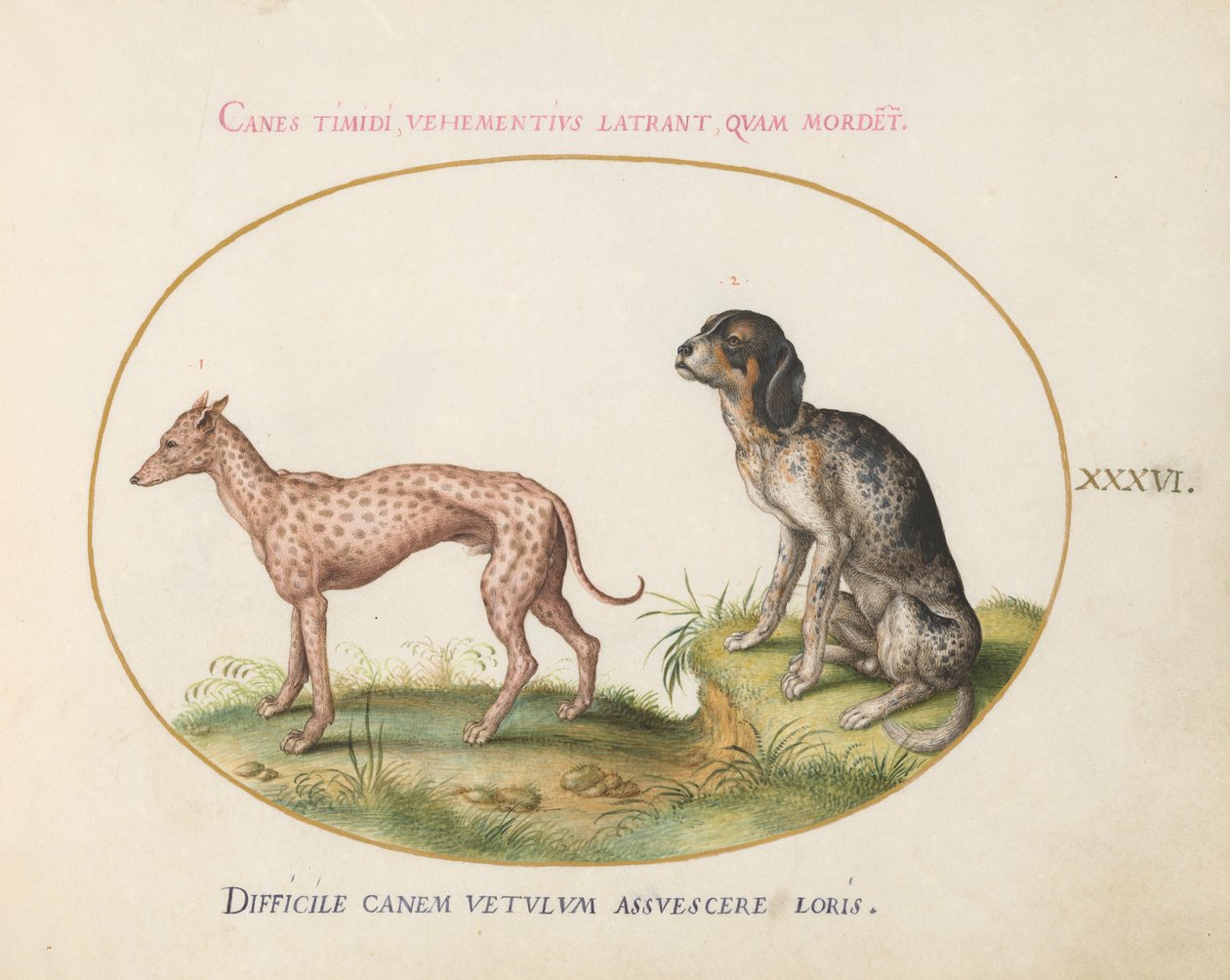 Plate 36: To flekkete hunder av Joris Hoefnagel