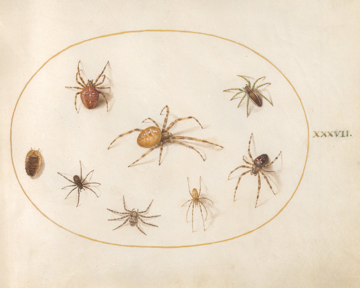 Plate 37: Syv edderkopper og et insekt av Joris Hoefnagel