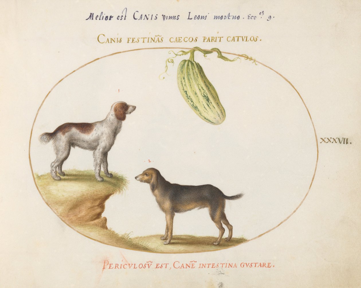 Plate 37: To spaniels med kalebass av Joris Hoefnagel