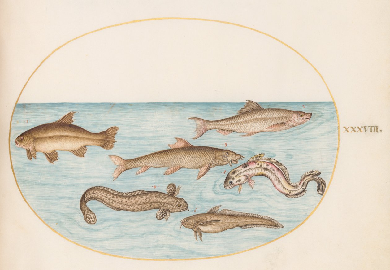 Plate 38: Burbot, Rockling og annen fisk av Joris Hoefnagel