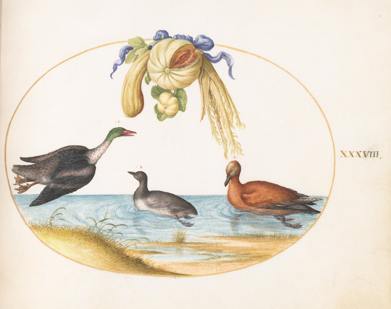 Plate 38: laksand med to andre vannfugler og en girlander av meloner og gresskar av Joris Hoefnagel
