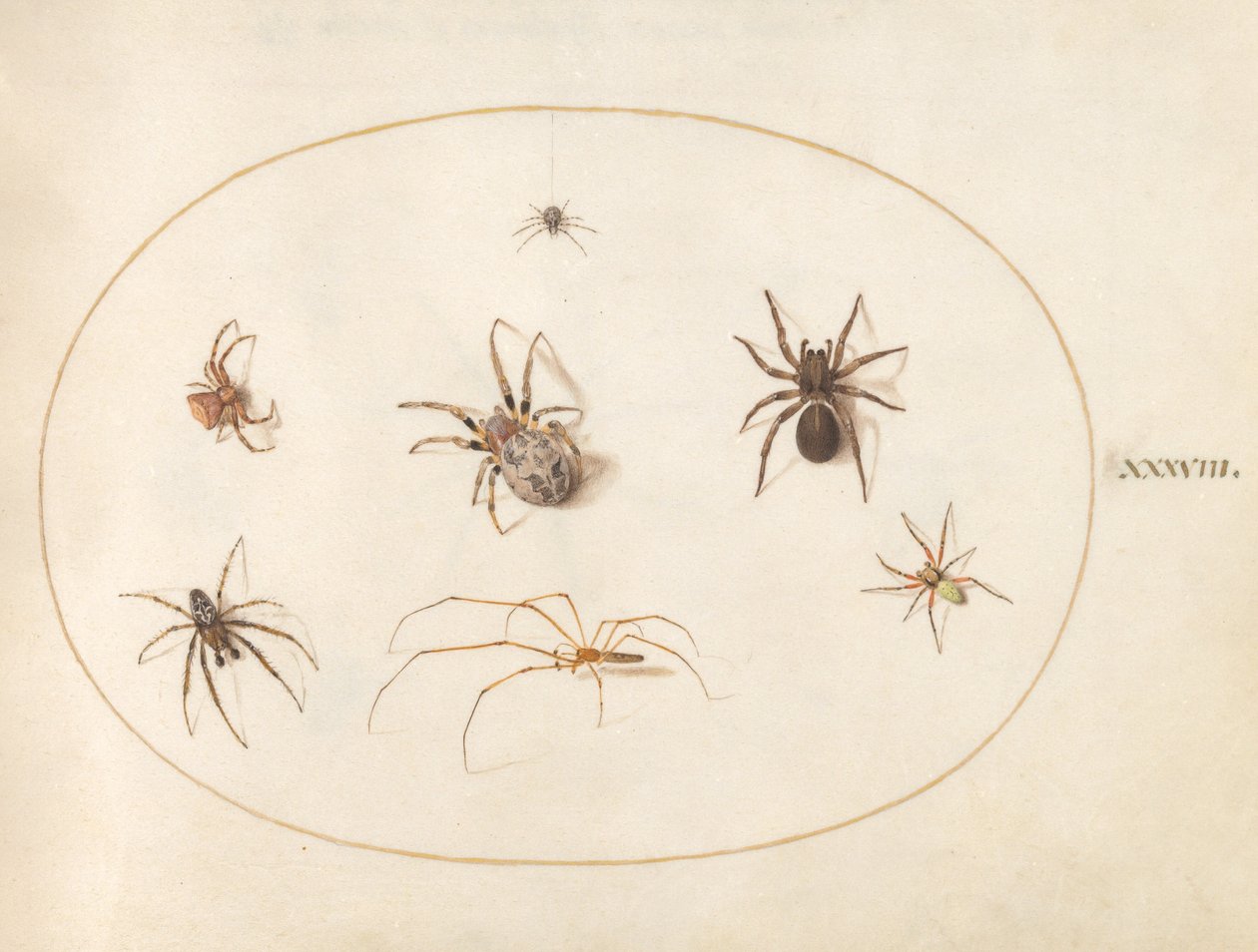 Plate 38: Syv edderkopper av Joris Hoefnagel