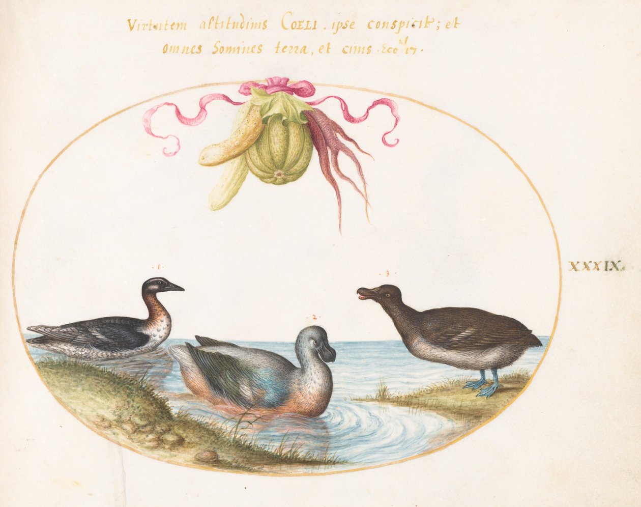 Plate 39: Tre vannfugler, en med blå føtter, under en krans av produksjon av Joris Hoefnagel