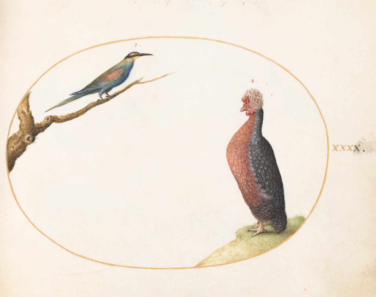 Plate 40: Europeisk bieter og eksotisk høne av Joris Hoefnagel