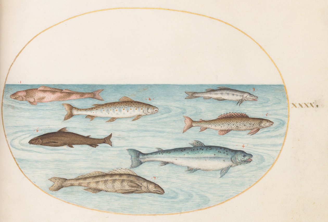 Tallerken 40: Laks, ørret og ferskvanns(?) fisk av Joris Hoefnagel