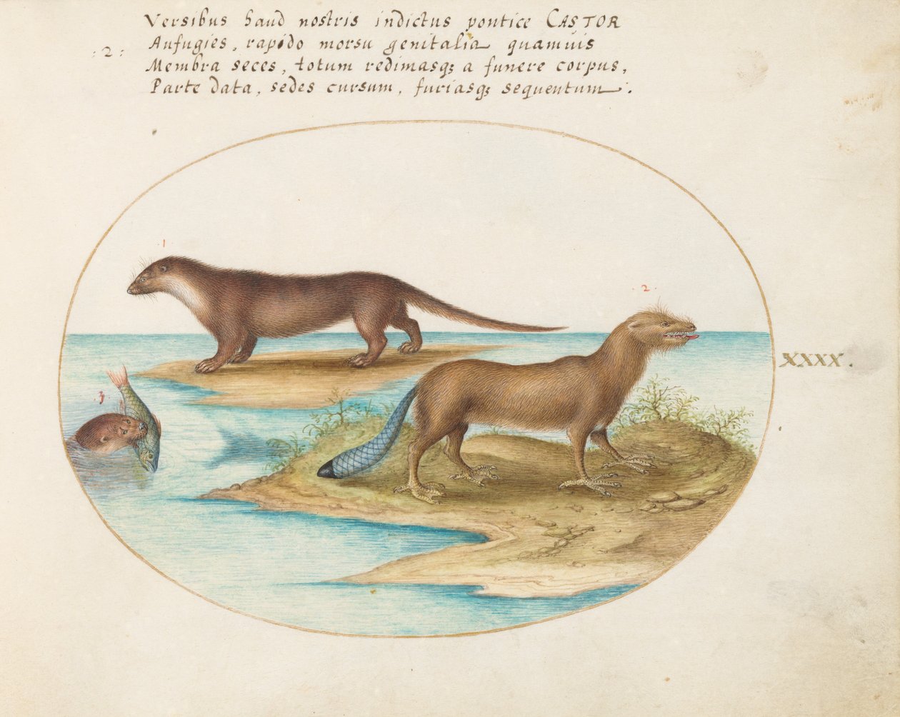 Plate 40: To oter og en bever av Joris Hoefnagel