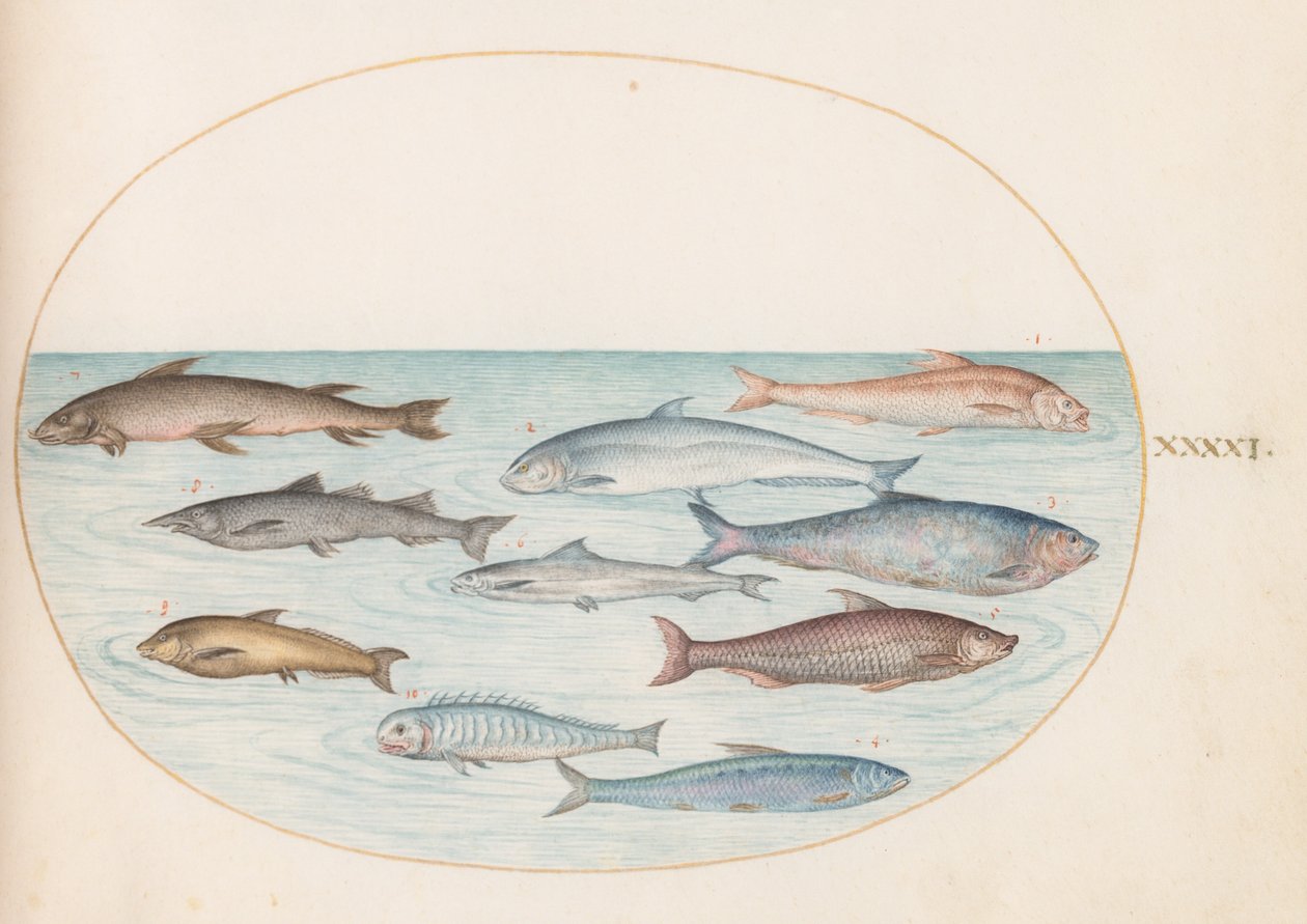 Tallerken 41: Sik(?) og annen fisk av Joris Hoefnagel