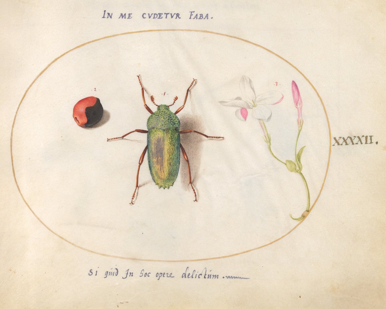 Plate 42: Juvelbille med en plantegalle(?) og en blomst av Joris Hoefnagel