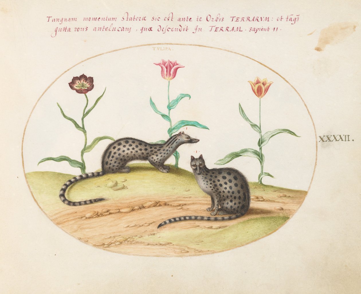 Plate 42: To gener med tulipaner av Joris Hoefnagel