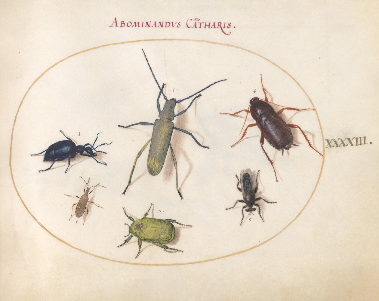 Plate 43: Et gyldenblomstret grått langhorn(?), Tansy Beetle(?), kakerlakk, bladfotkryp og andre insekter av Joris Hoefnagel