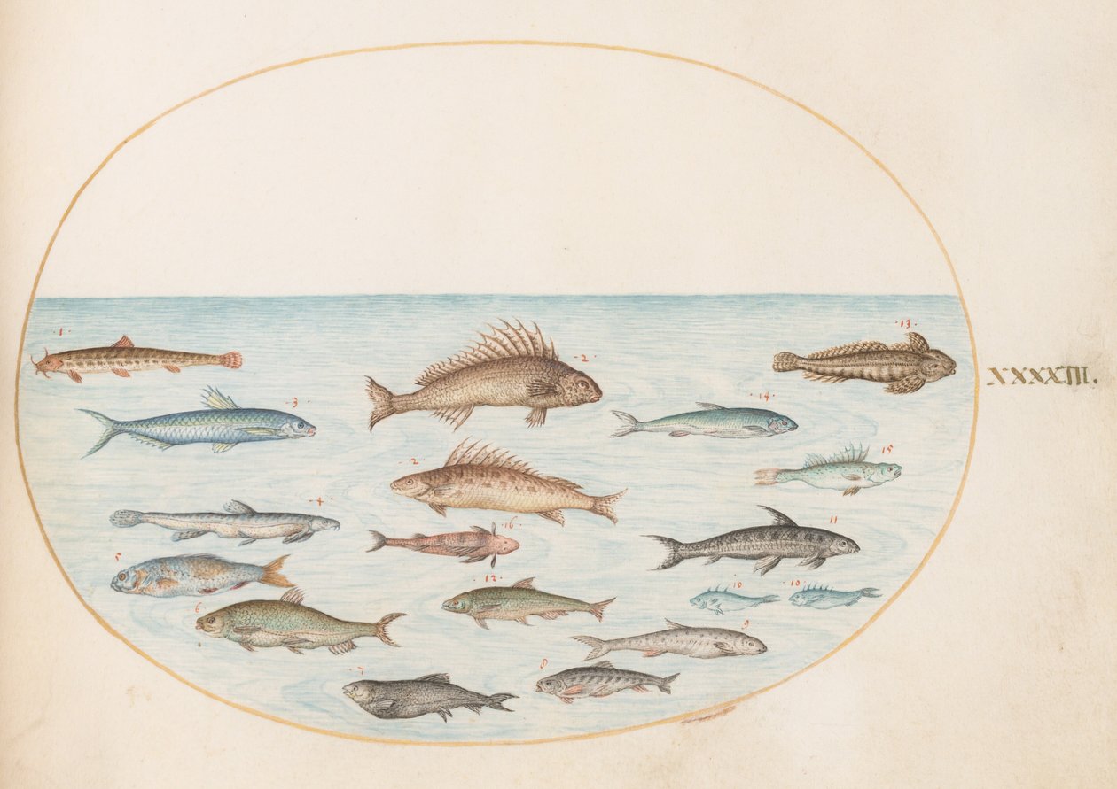Plate 43: Femten fisk av Joris Hoefnagel