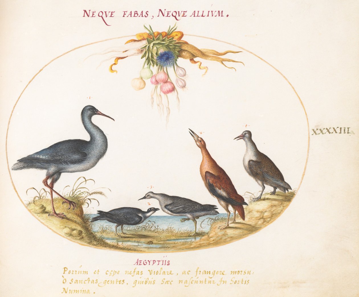 Plate 43: Sandpiper og andre strandfugler som beundrer en krans av blomster av Joris Hoefnagel