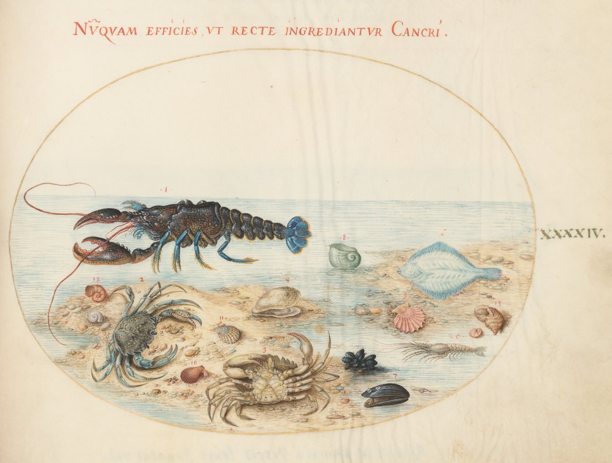 Tavle 44: Hummer, to krabber, kamskjell og annet liv i havet av Joris Hoefnagel
