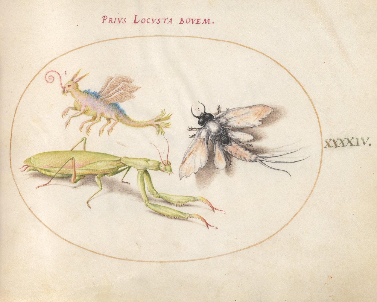 Plate 44: Mantis og Mayfly med et imaginært insekt av Joris Hoefnagel
