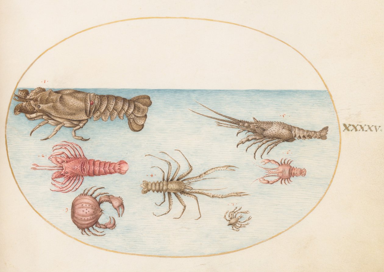 Plate 45: Hummer, Squilla Mantis og andre krepsdyr av Joris Hoefnagel