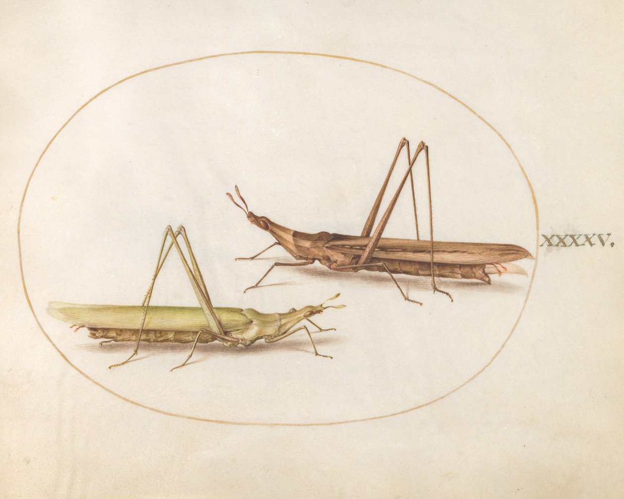 Tavle 45: To langhodede gresshopper (?) av Joris Hoefnagel