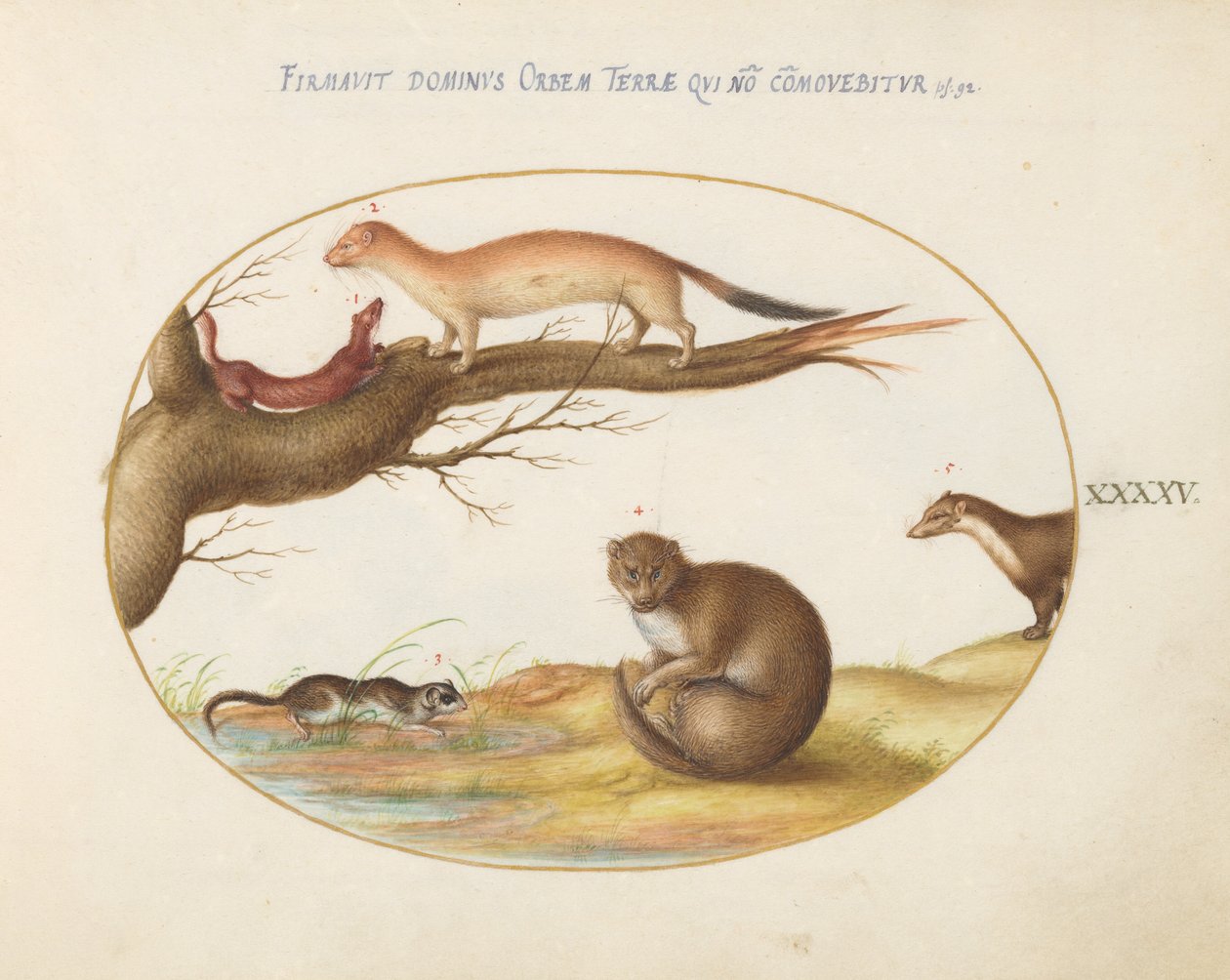 Plate 45: Weasels, en ilder og en "nøttemus" av Joris Hoefnagel